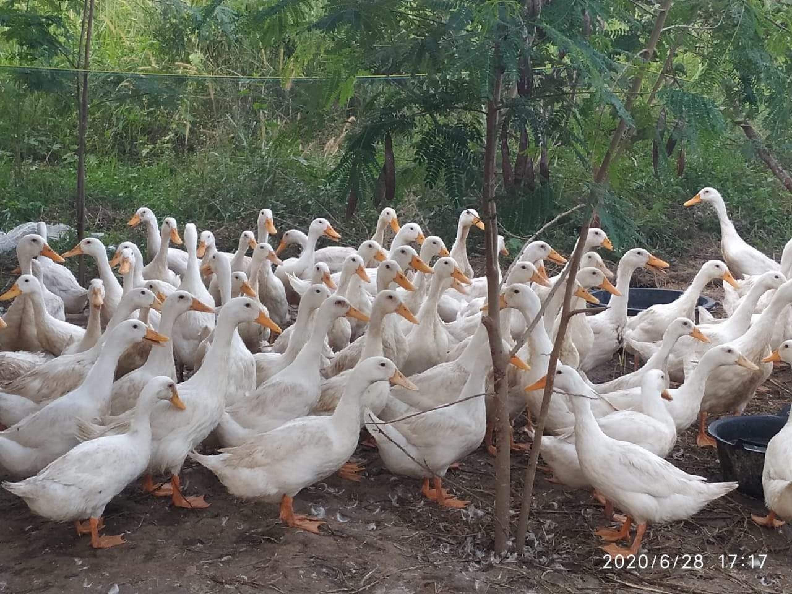gallery/Bebek Peking new
